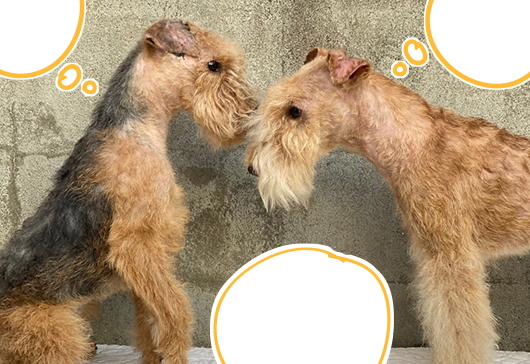 ウエーデルンのご褒美ジャーキー