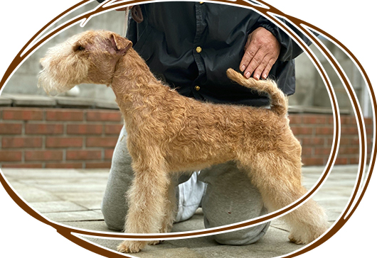 ウエーデルンのご褒美ジャーキー